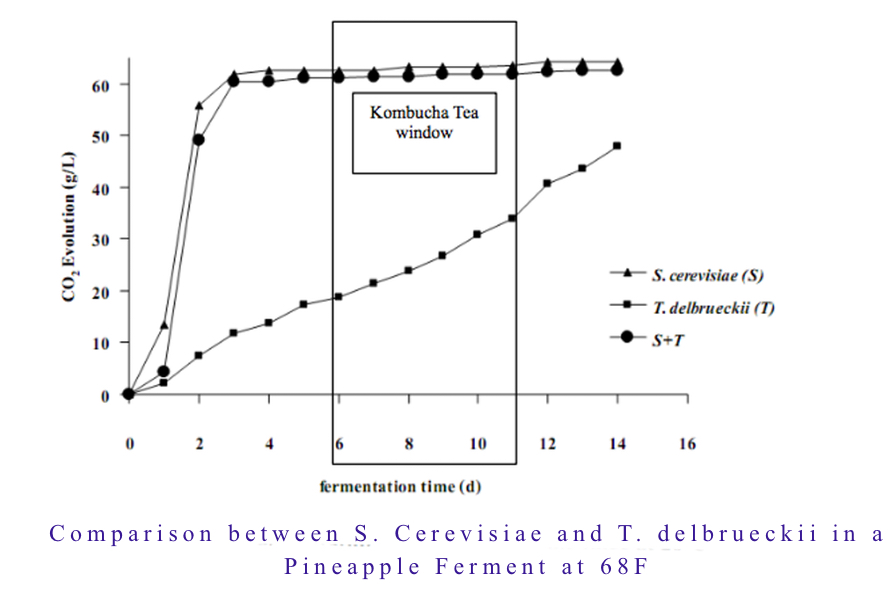 how-much-alcohol-in-kombucha-t-delbrueckii-vs-s.-cerevisiae-.jpg