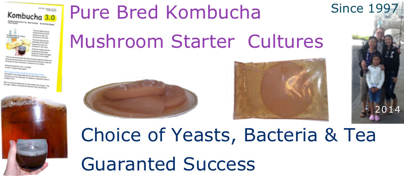 kombucha-mushroom-culture-starters-guaranteed.jpg