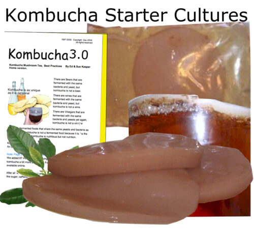 kombucha-starter-cultures.jpg